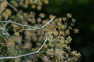 Flying Marrows fennel